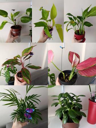 Продам комнатные растения