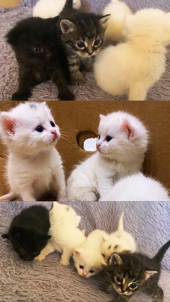 Отдам котята в добрые руки