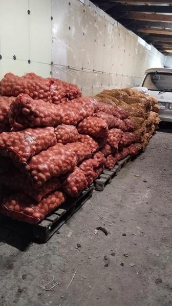 Картофель Гала
