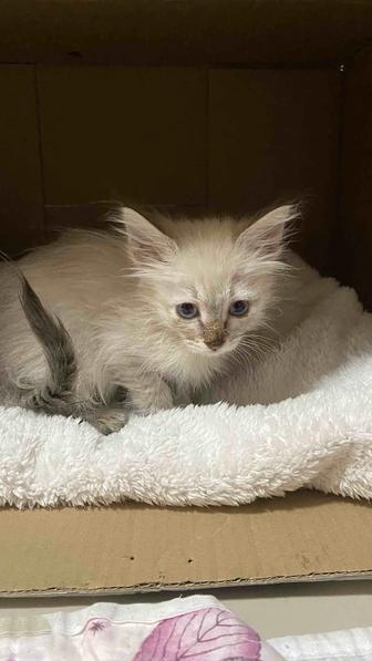 Котенок В добрые руки девочка