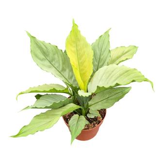 Продам спатифиллум пролитое молоко