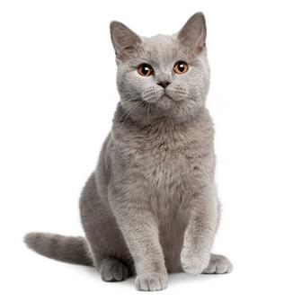 передержка кошек