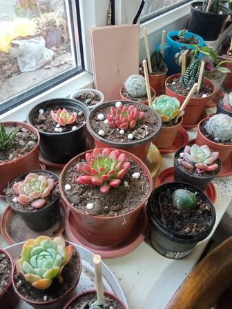 Суккуленты