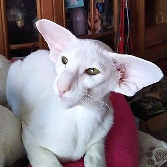 Белый Экстрим Ориентальный Котик