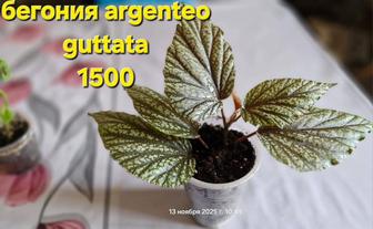 Бегонии домашние