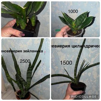 Сансевиерии