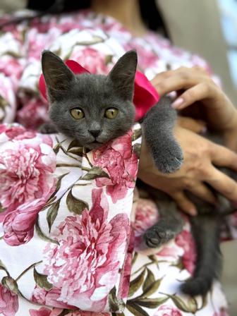 Отдам в добрые руки котят