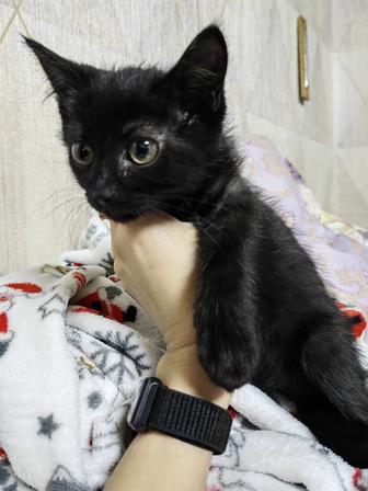 Котятки за шоколадку