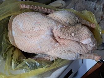 Срочно продам гуся