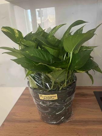 цветы букет