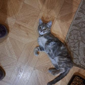 Пристраивается кошечка в надежные руки