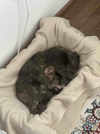 Отдам в добрые руки кошку с двумя котятами