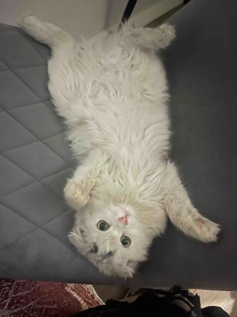 Кошка отдам в добрые руки