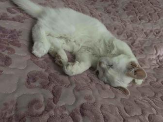 Кошка