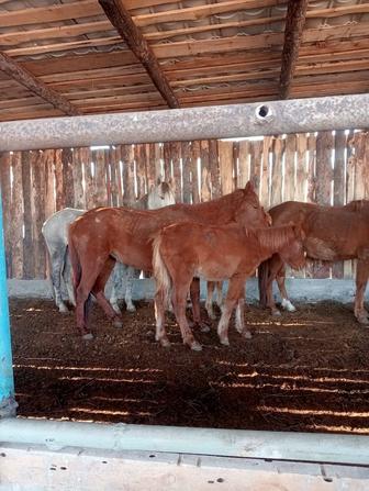 Бие құлын байтал сатылады