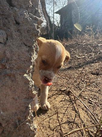 Щенок ищет дом