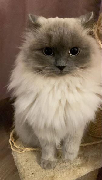 Кошка/мысық срочно дам