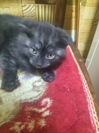 Продам котенка