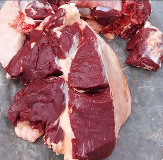 Мясо, Конины,согым,туша