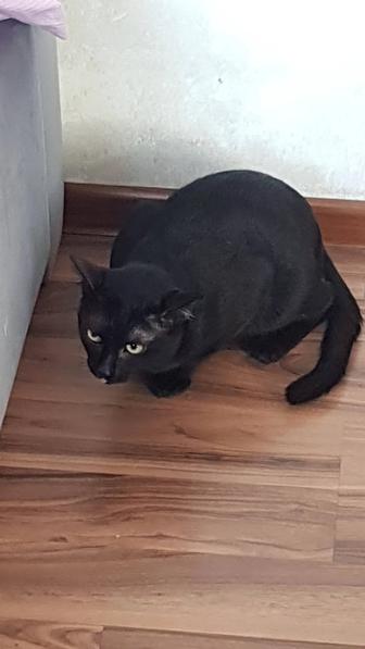 Найден домашний кот