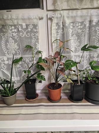 Продам монстеры минима,сингониум Регина Ред, РЭО розовый, сансевиерии