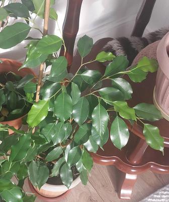 Комнатный цветок