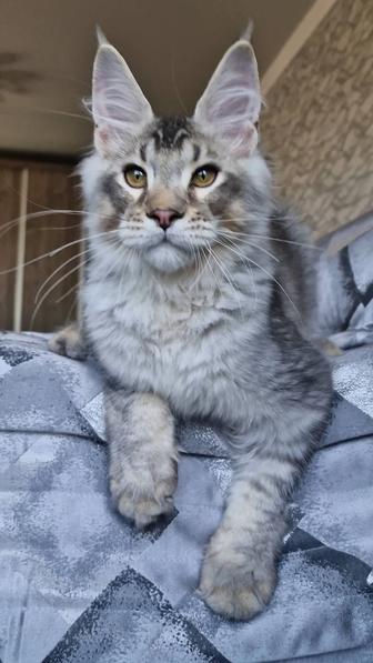 Котик мейн-кун Викинг