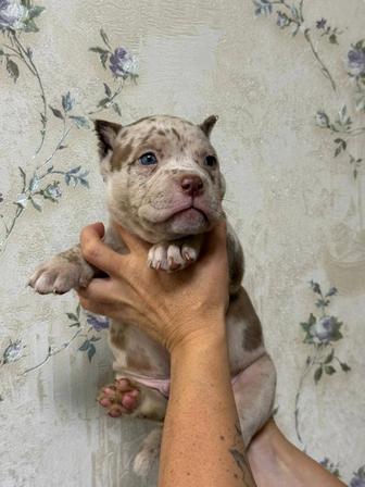 Продам щенков булли