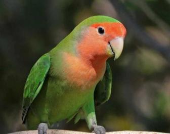 Продаю ПОПУГАИ - Неразлучники