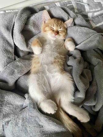 Котенок бесплатно
