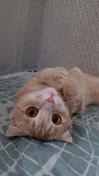 Отдам кошку