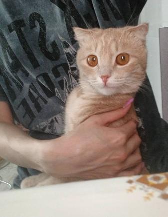 Отдам кошку