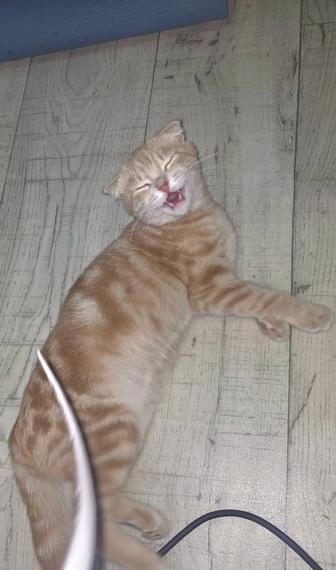 Отдам кошку