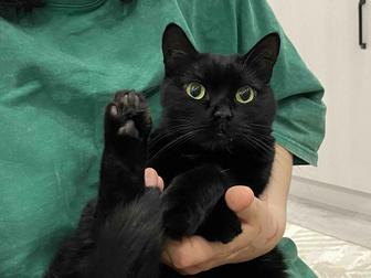 Трехлапый черный котик