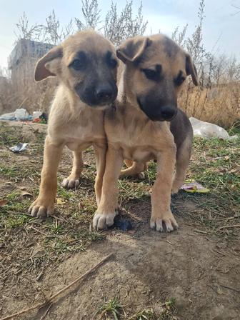 Щенки дворняжки,звоночки