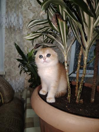Клубные шотландские котята шиншилла
