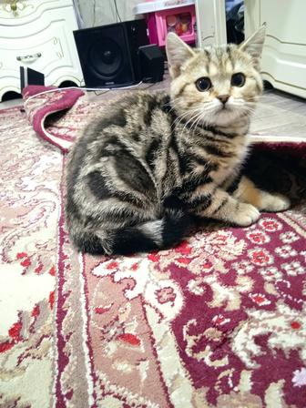 Продам котенка мама британка 2 месяца