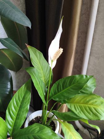 Цветы для дома и офиса