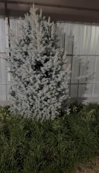Продам голубую ель