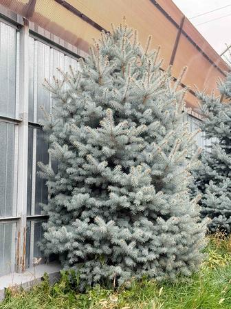 Продам голубую ель