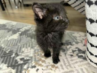 Котенок