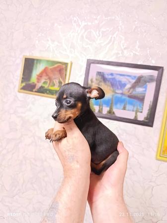 Щенки тойчики с документами