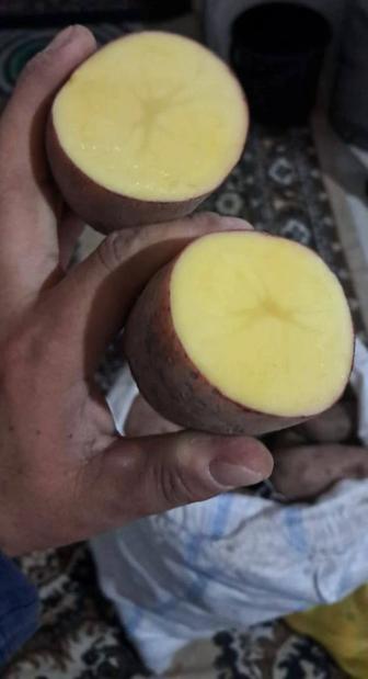 Продам домашнюю картошку