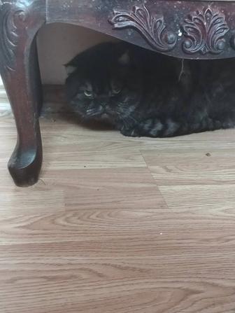 Британцы и Шотландцы котики