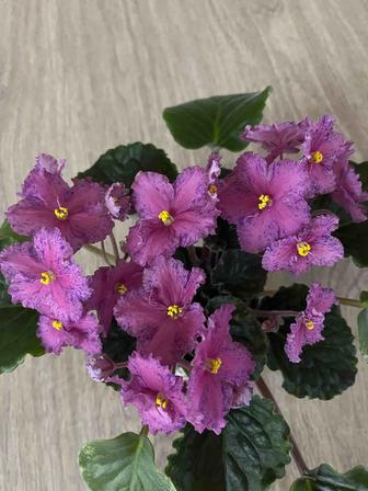 Пестролистная фиалка розовая с синим крапом