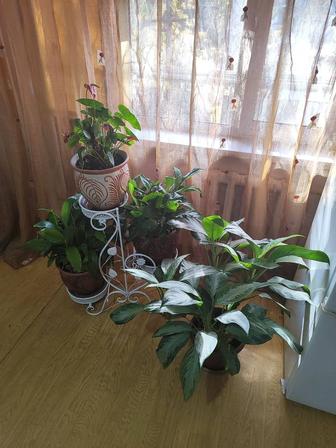 Продаю комнатные цветы