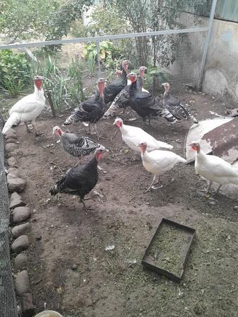 Продам Индюков