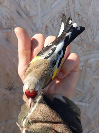 Продам птиц певчих снегери чечетки Чиж урагус черноголовый щегол зимник итд