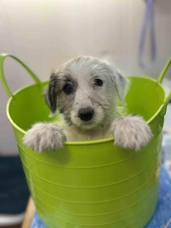 Щенок Джек Рассел