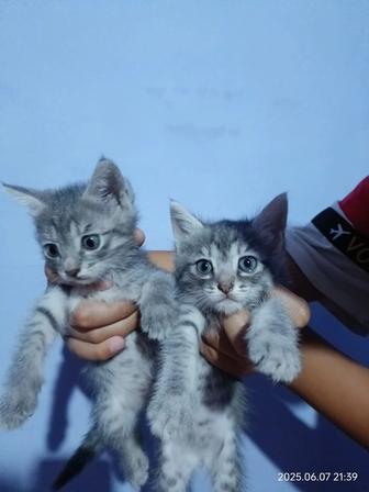 Отдам в добрые руки двух замечательных котят
